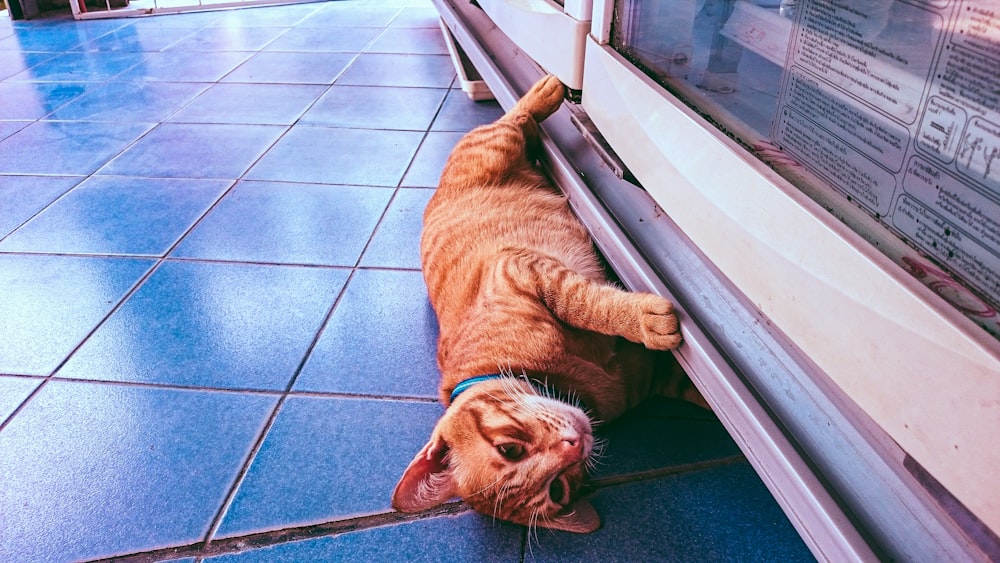 cat beside window