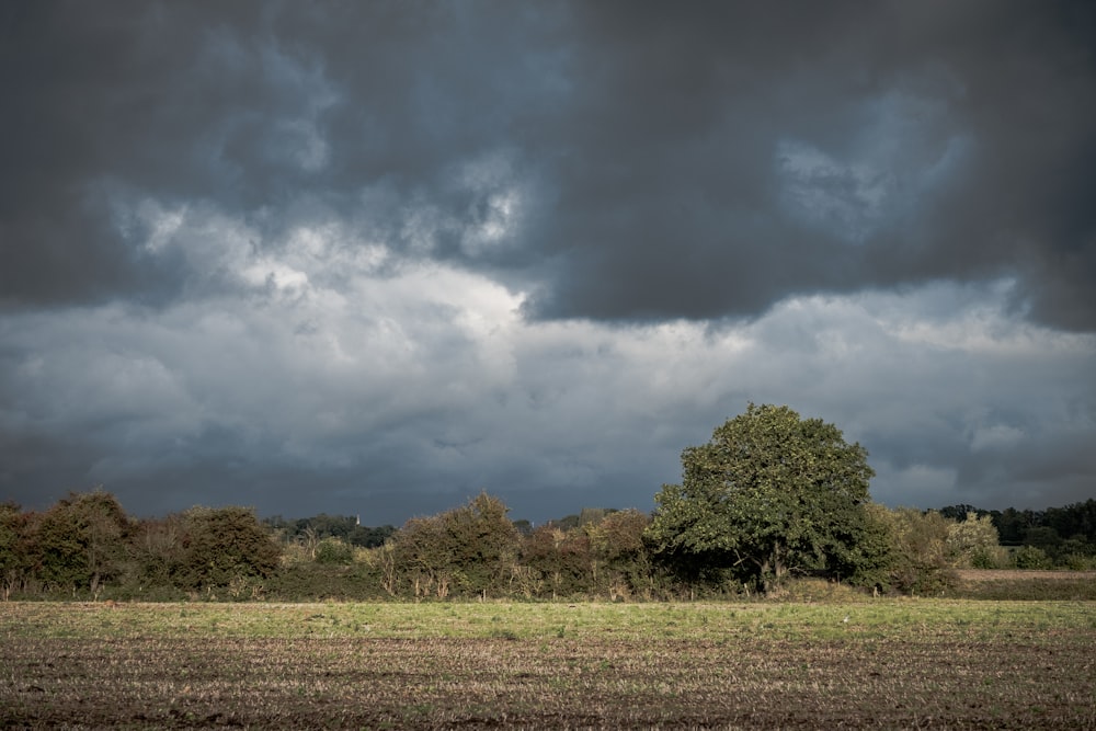 a large field with a tree in the middle of it