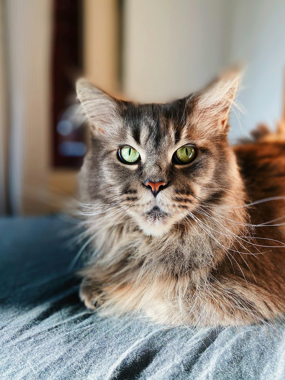 brown and gray cat on gray textile