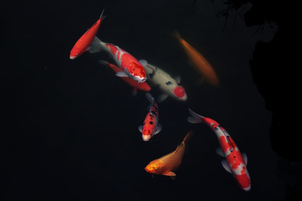 school of koi fish