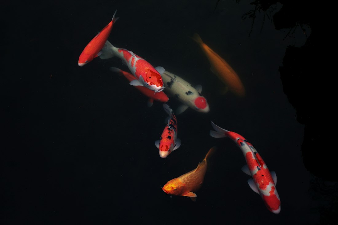 Koi in a temple pond in Japan