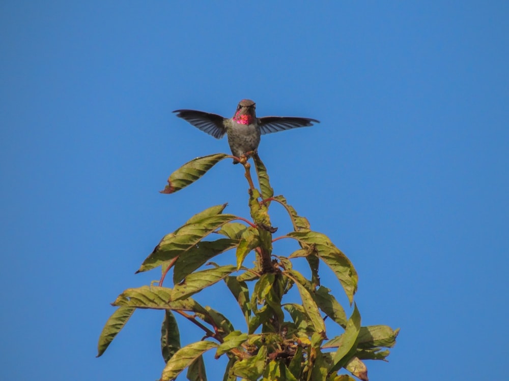 a hummingbird sitting on top of a tree branch