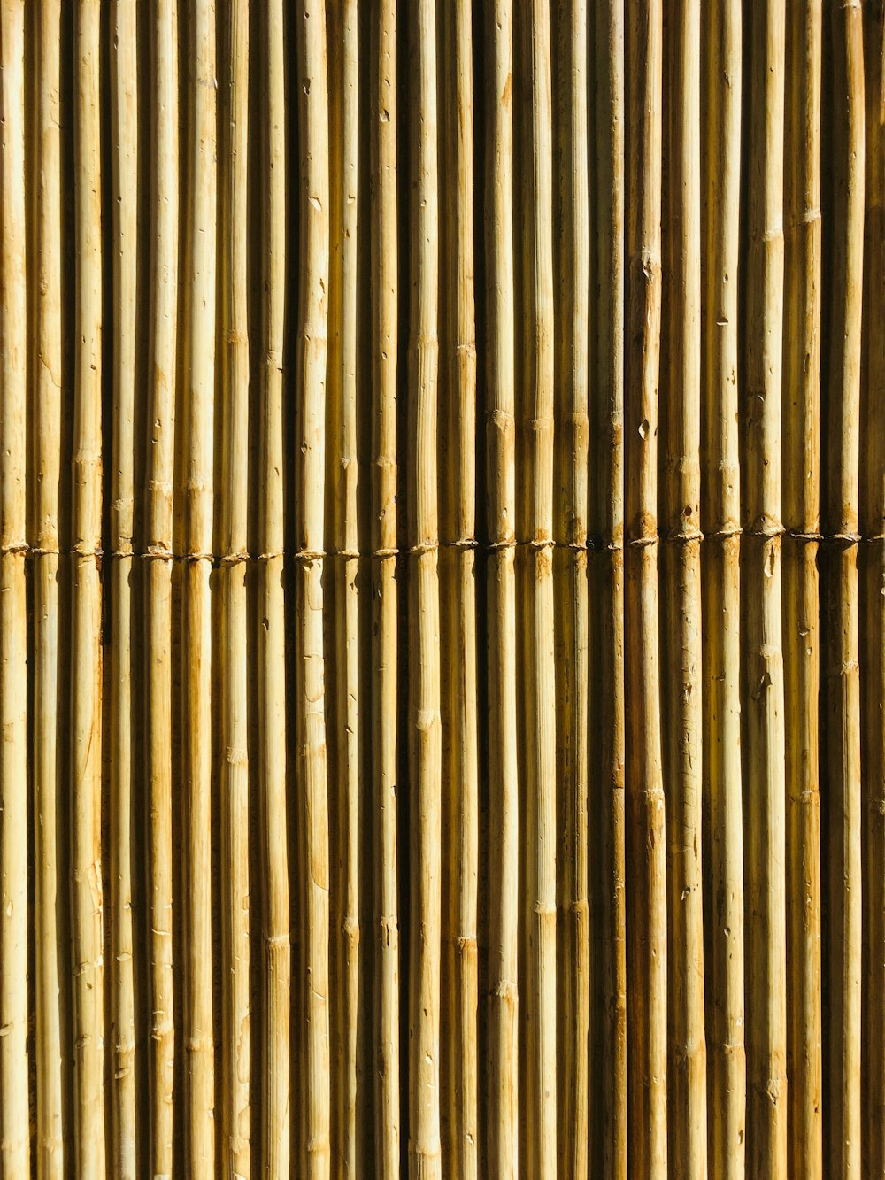 A close up of a bamboo stick with a bug crawling on it photo – Free Bamboo  Image on Unsplash
