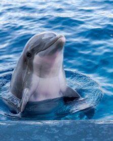 dolphin