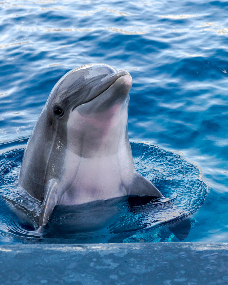 Dolphin surfacing in blue water near Addu Atoll