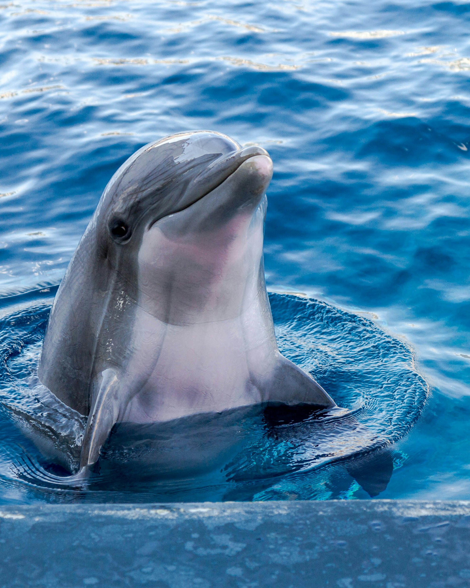 Friendly dolphin waiting for some treats in the Aquarium of Genoa