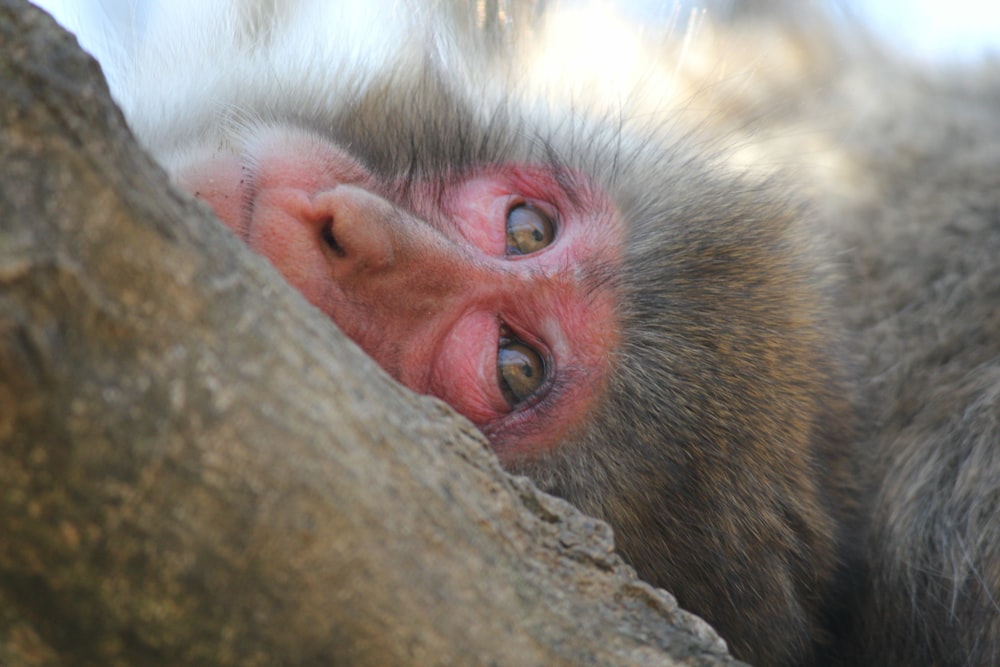 red and gray monkey