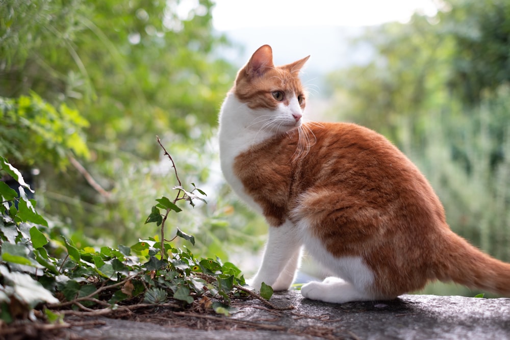 orange cat