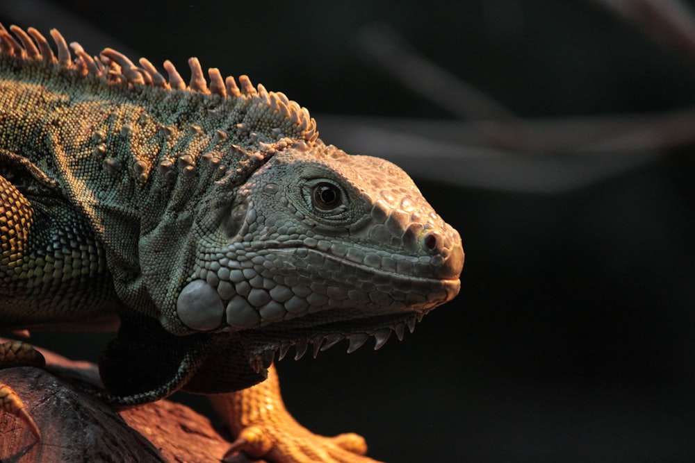 gray iguana facing sideways