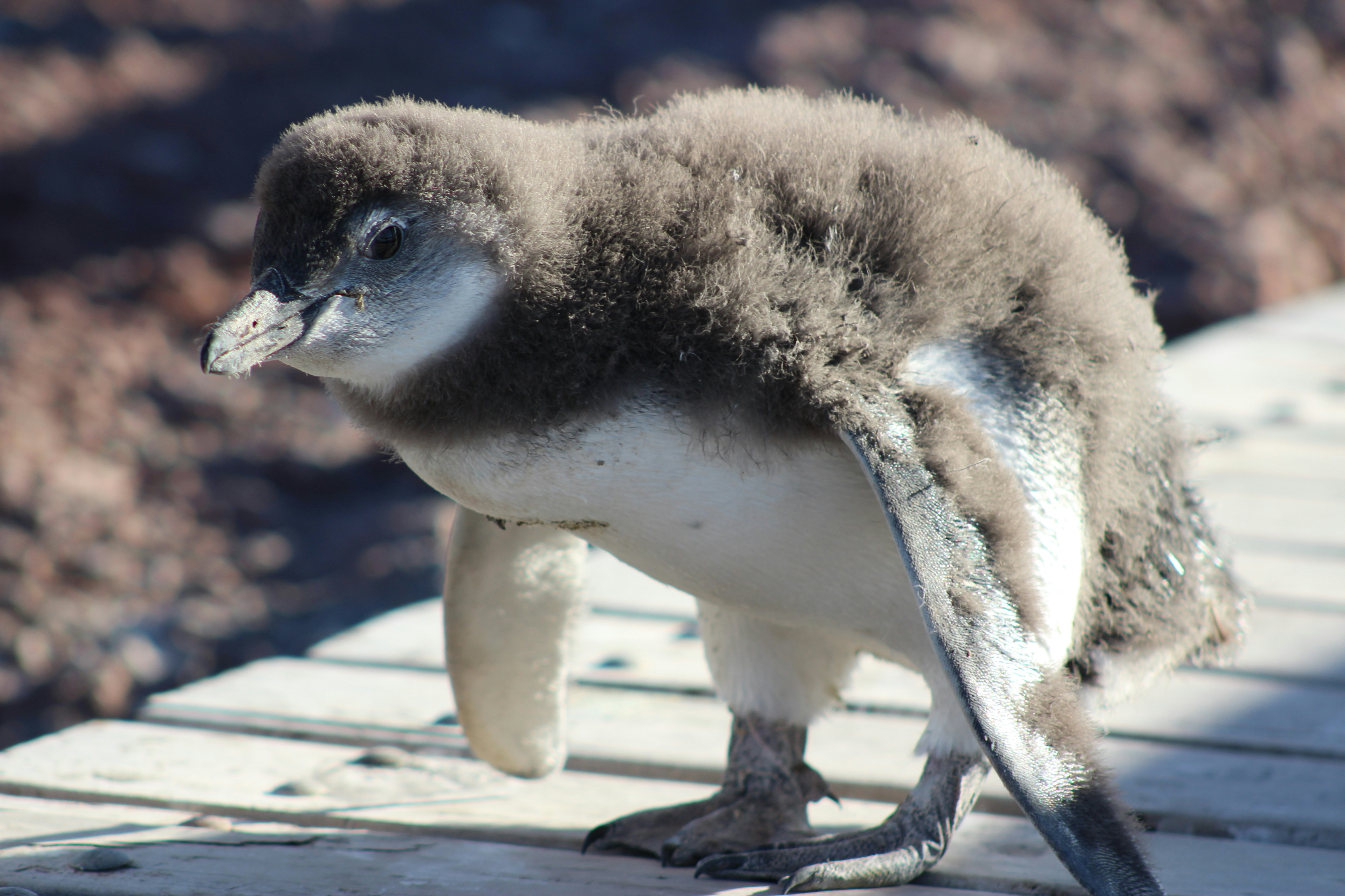 Photo by sergiomar73