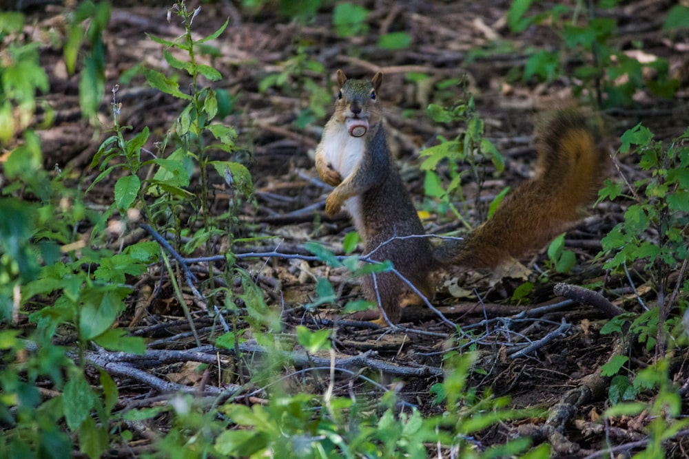 brown squirrel