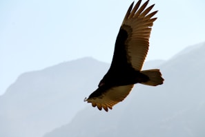 black and white bird on flight