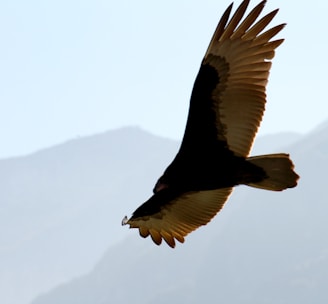 black and white bird on flight