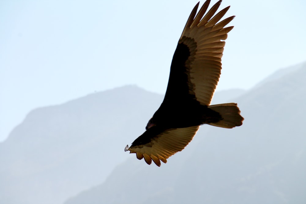 Schwarzer und weißer Vogel im Flug