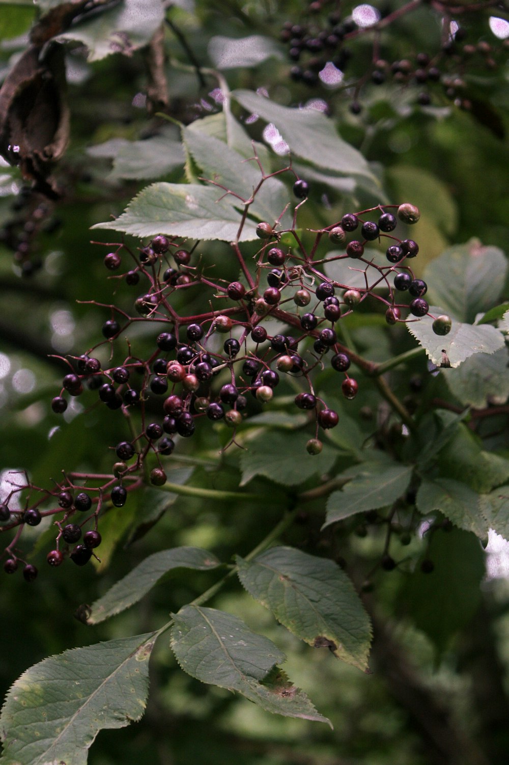 black fruits