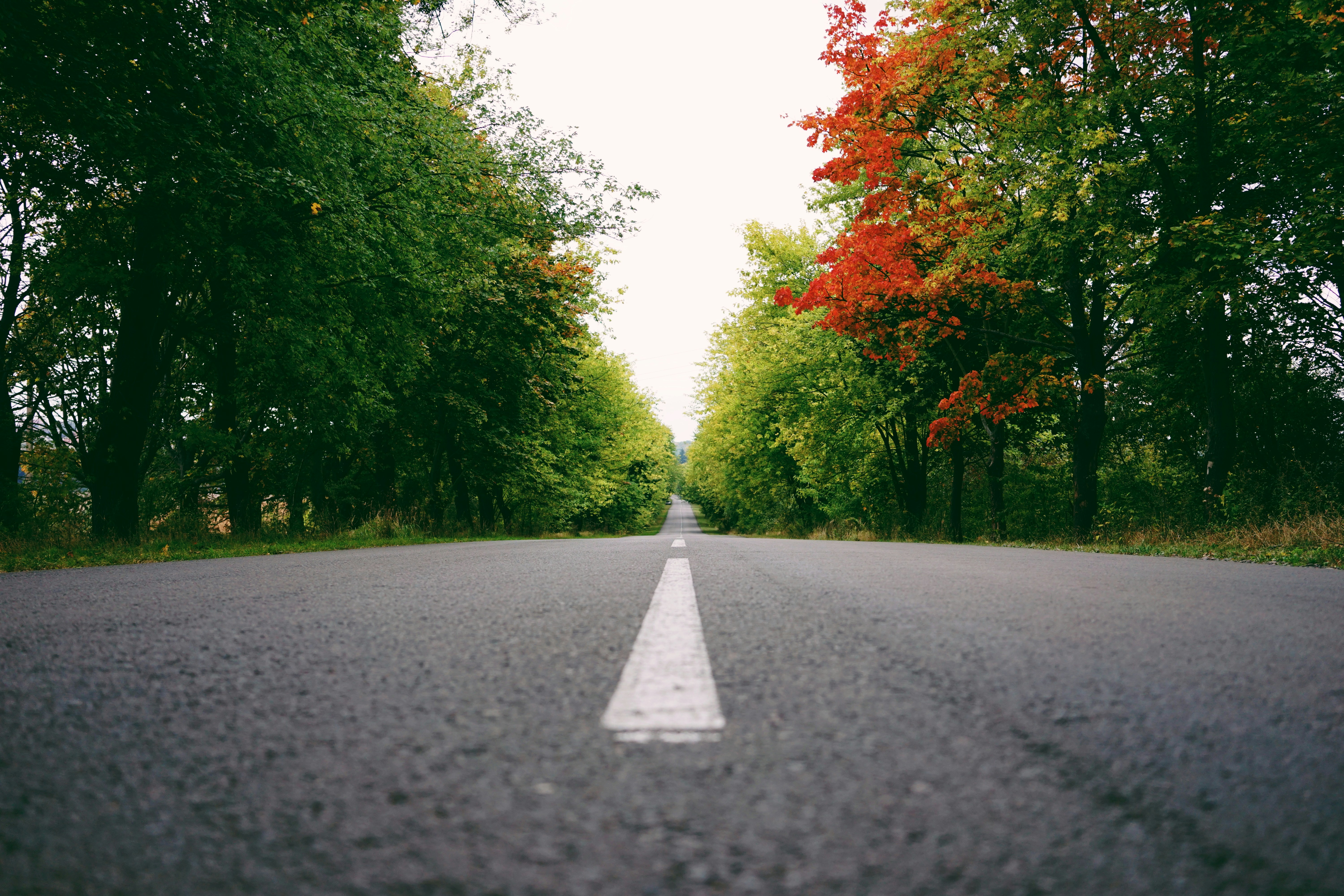 straight road between trees