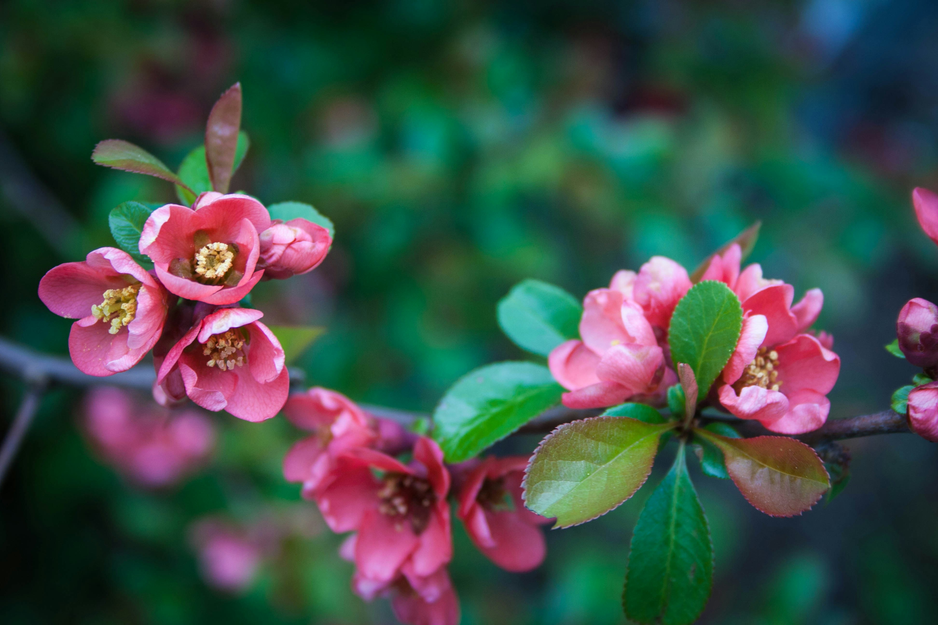 Pink Flowers