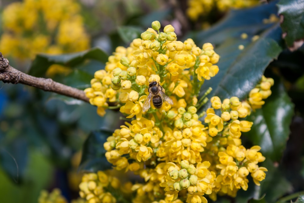 bee on yellow cluster flower