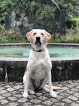 A large black Labrador retriever sitting attentively beside a fountain in a quiet city square.