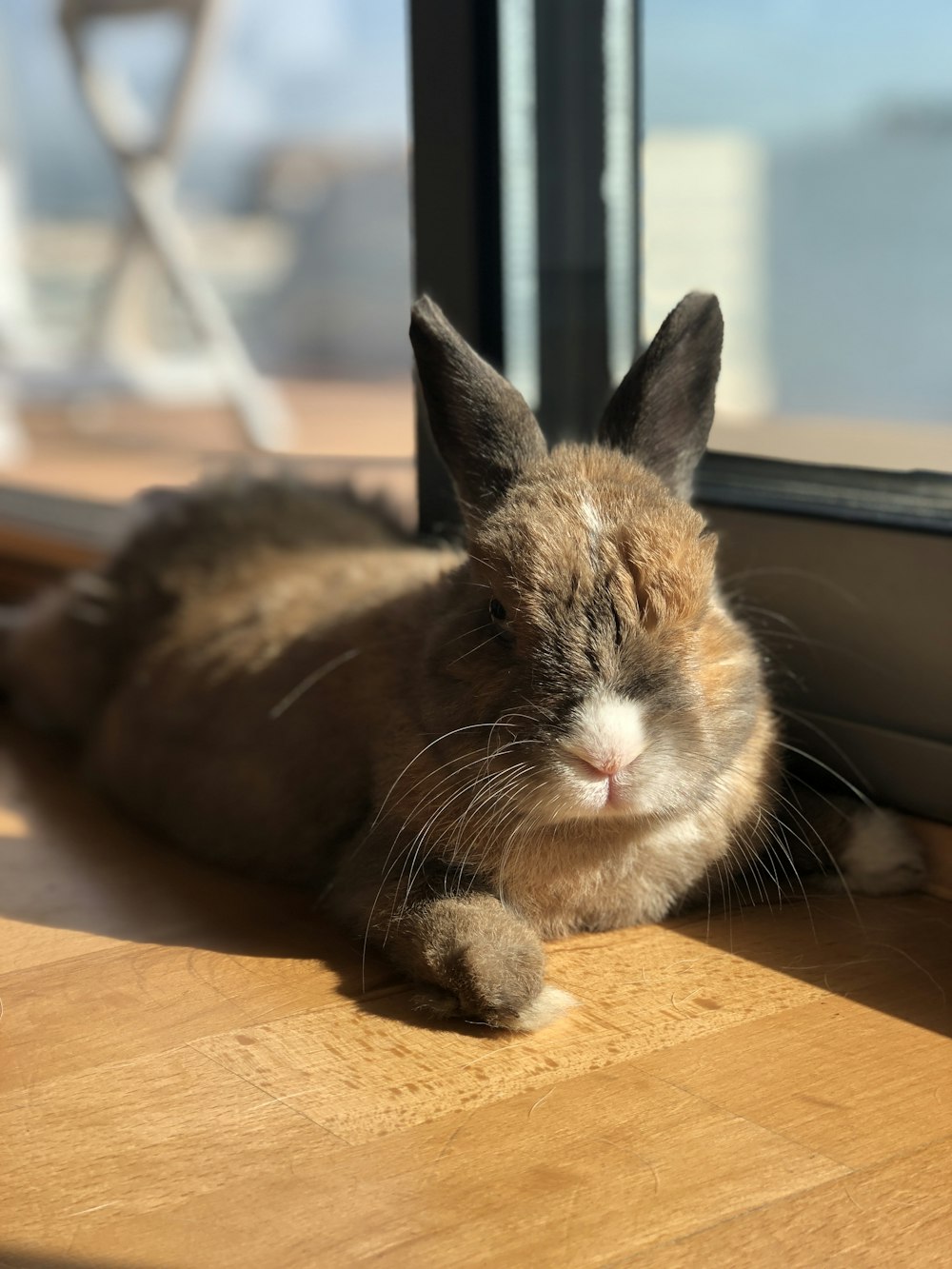 macro photography of brown and gray rabbit near window