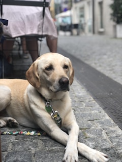 A relaxed Labrador Retriever with a light golden coat rests on a cobblestone street. Behind the dog, legs of a seated person at a caf&eacute; are visible, with metal outdoor chairs and tables. A leash with a pattern lies on the ground next to the dog.