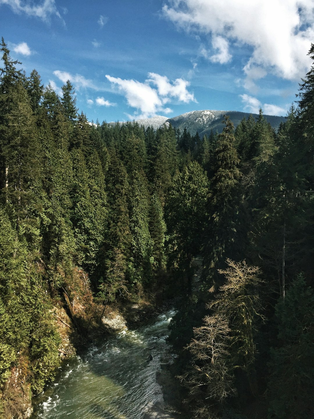 Tropical and subtropical coniferous forests photo spot Vancouver Island Strathcona-Westmin Provincial Park