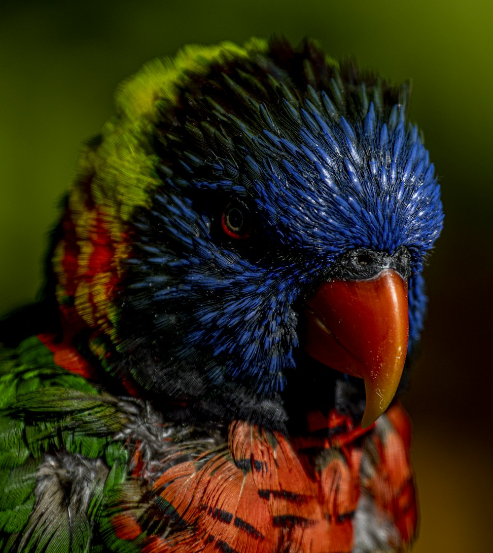 blue, red and green parrot