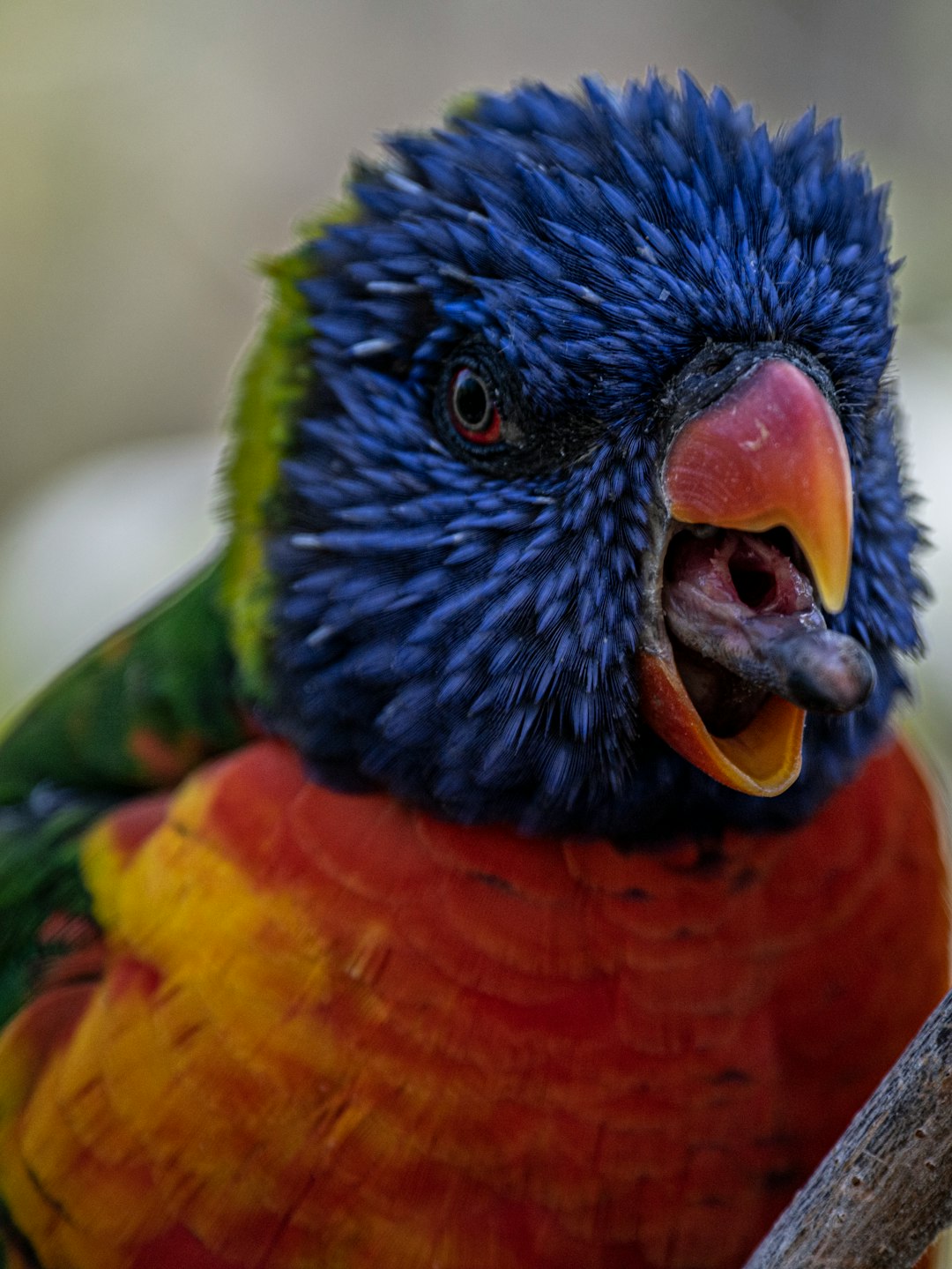 blue, red, and green bird