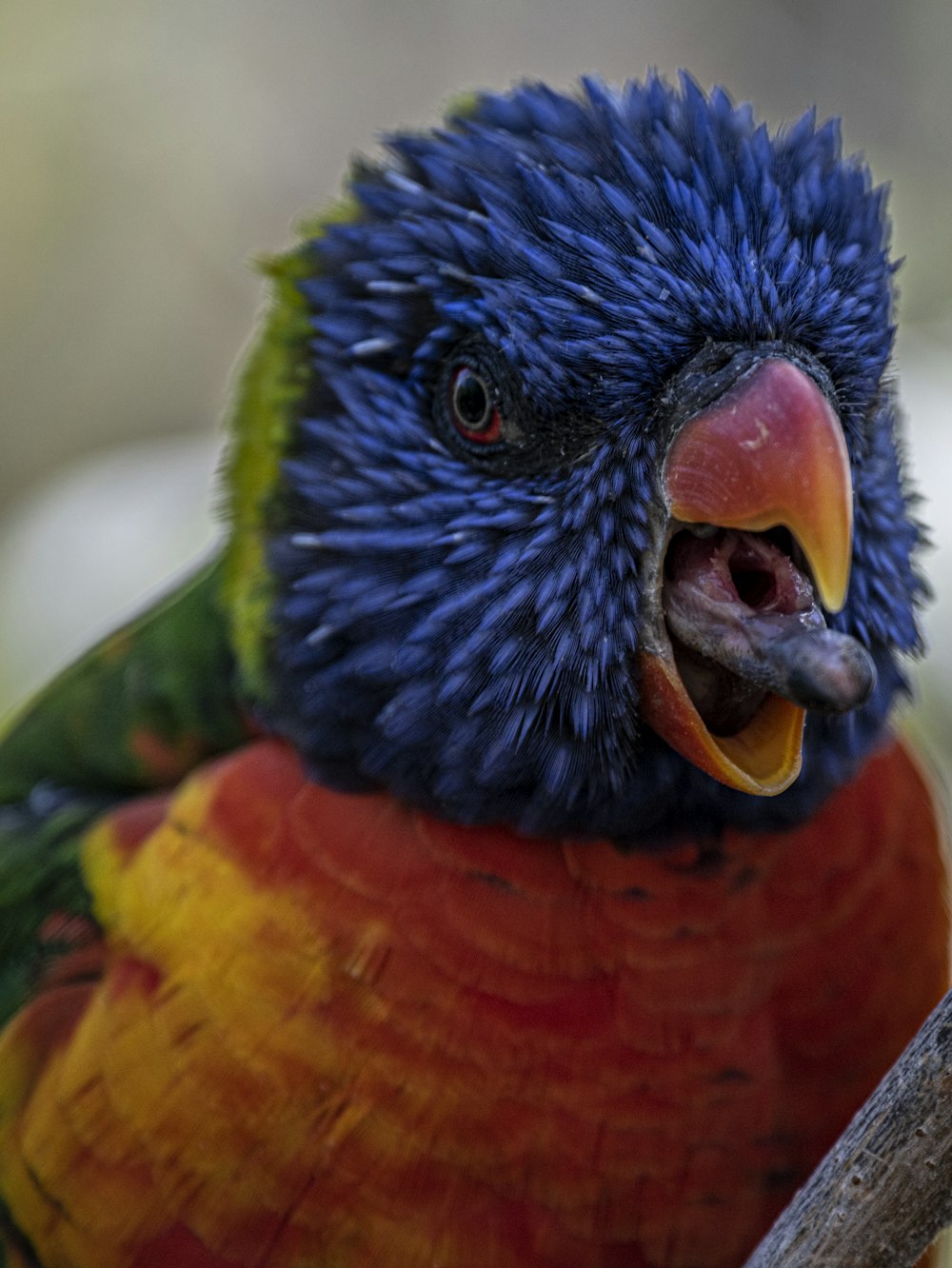 blue, red, and green bird