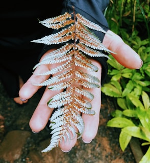 A hand is holding a fern leaf that has a silver-blue tint with brown spots. The background consists of vibrant green leaves and a dark soil or gravel surface.