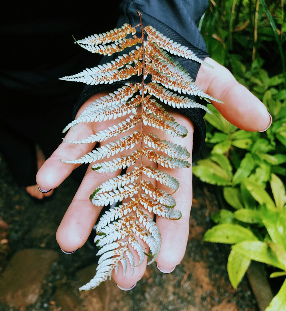 white and brown fern plant