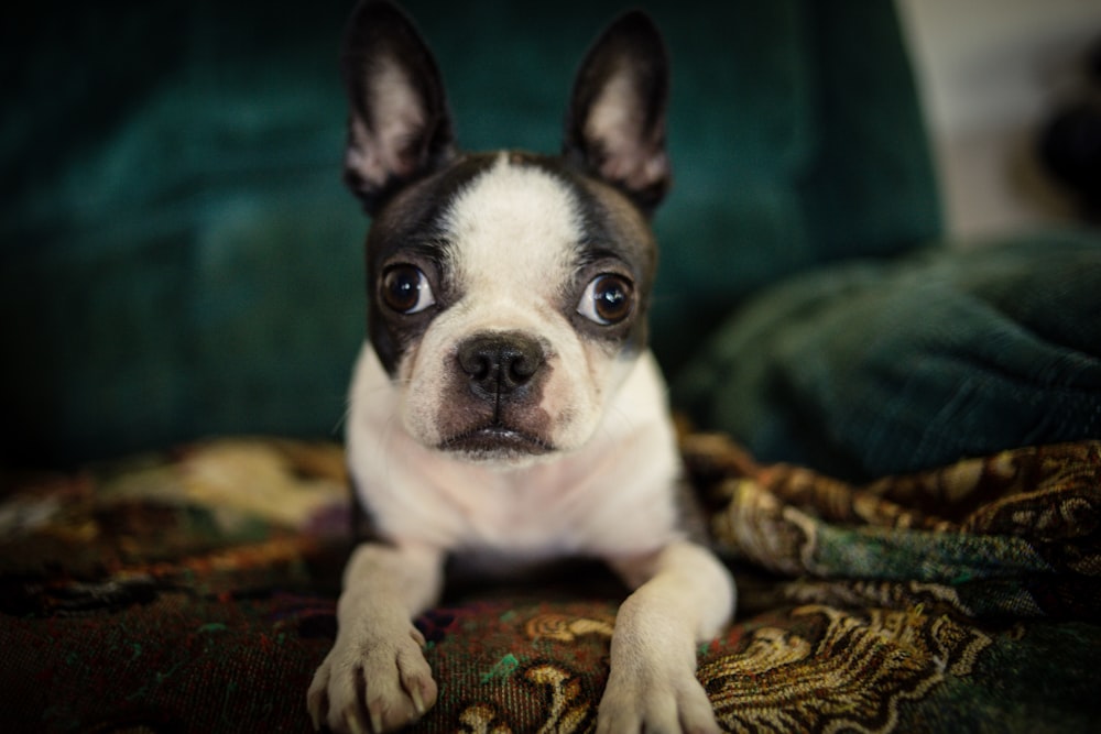 white and brown short-coat dog