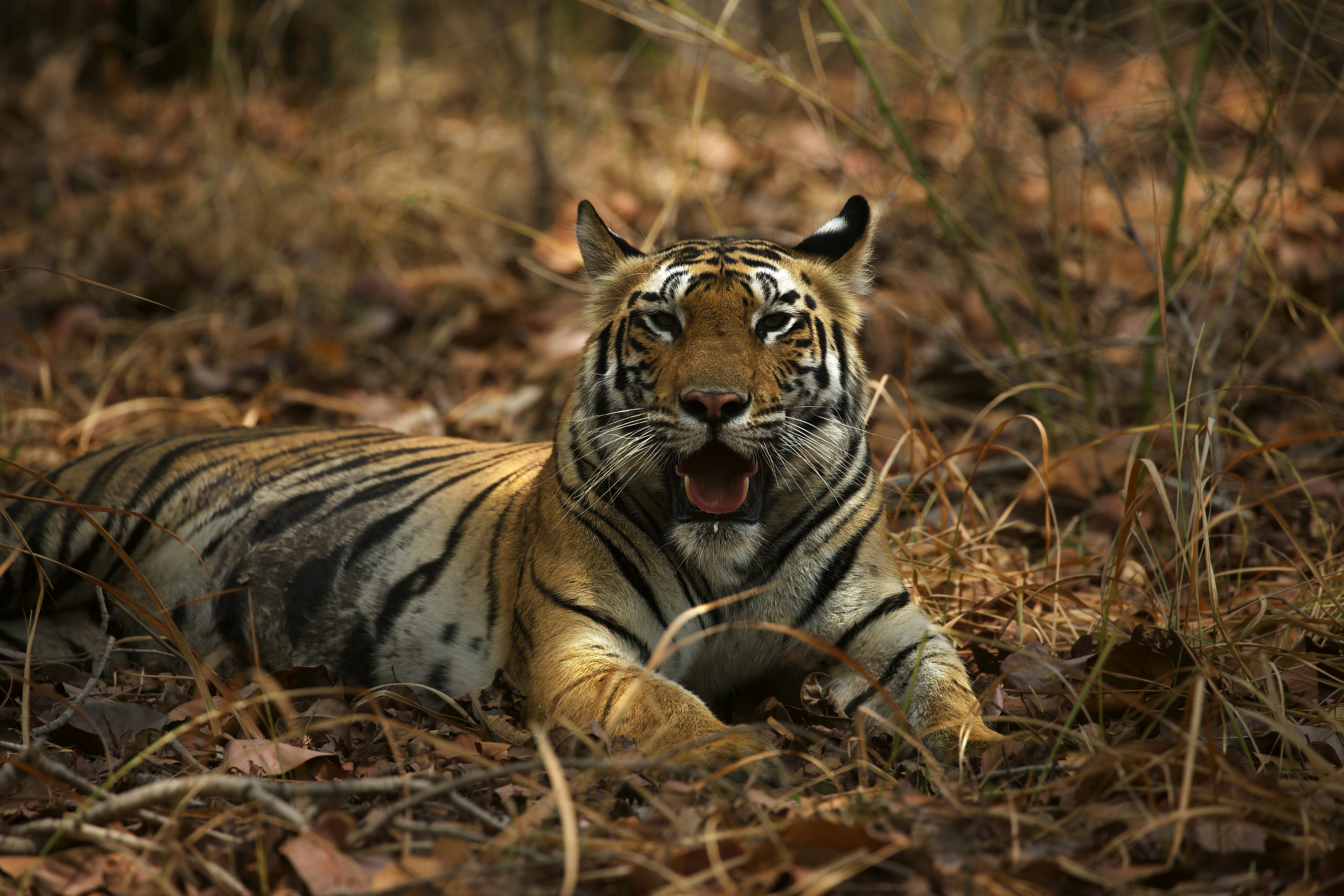 brown tiger laying on ground