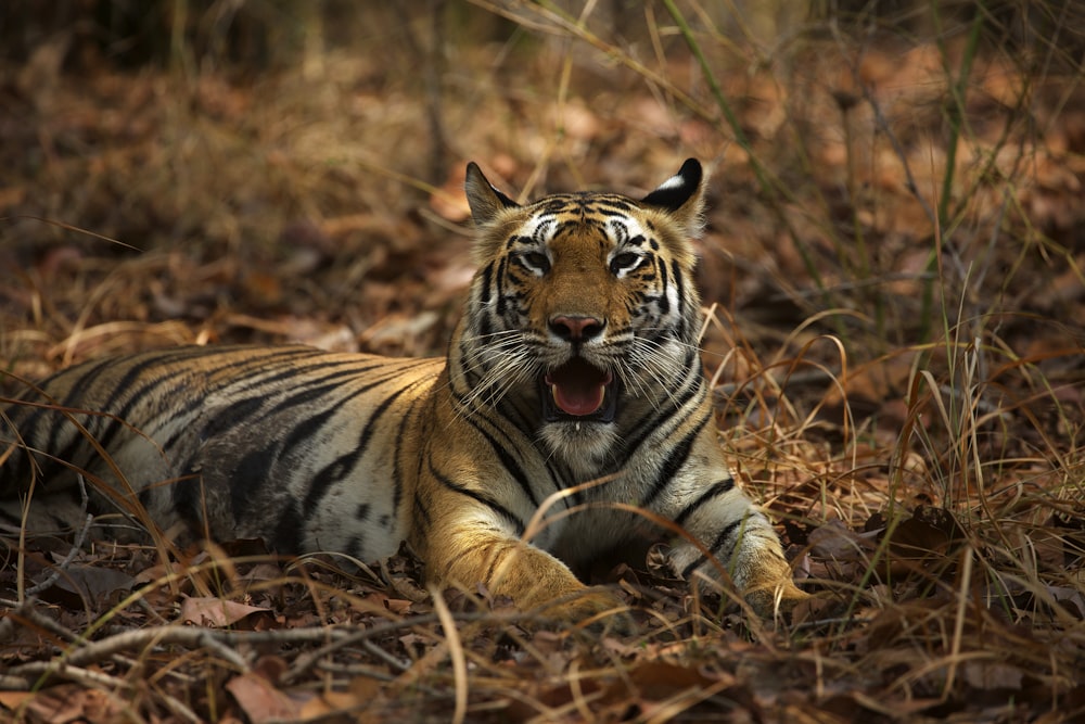 brown tiger laying on ground