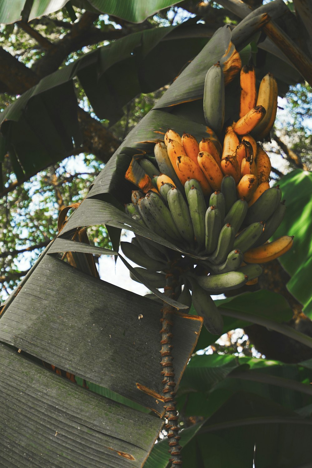 a bunch of unripe bananas hanging from a tree