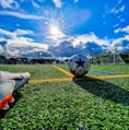 blue and grey soccer ball on green field under white and blue sky during daytime