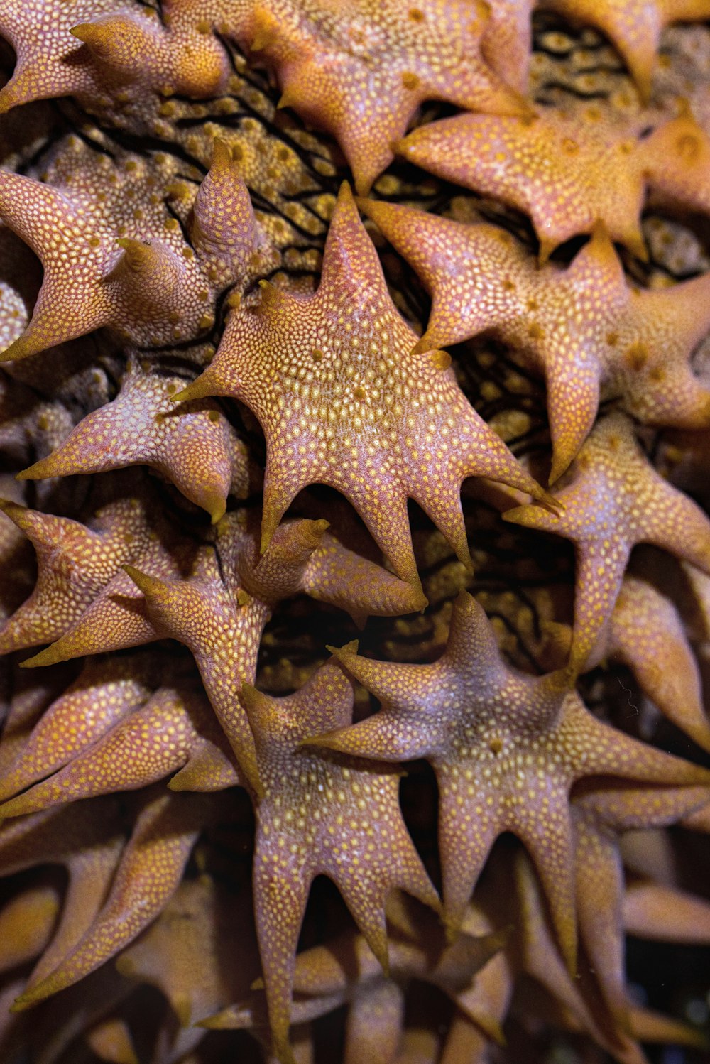starfish lot