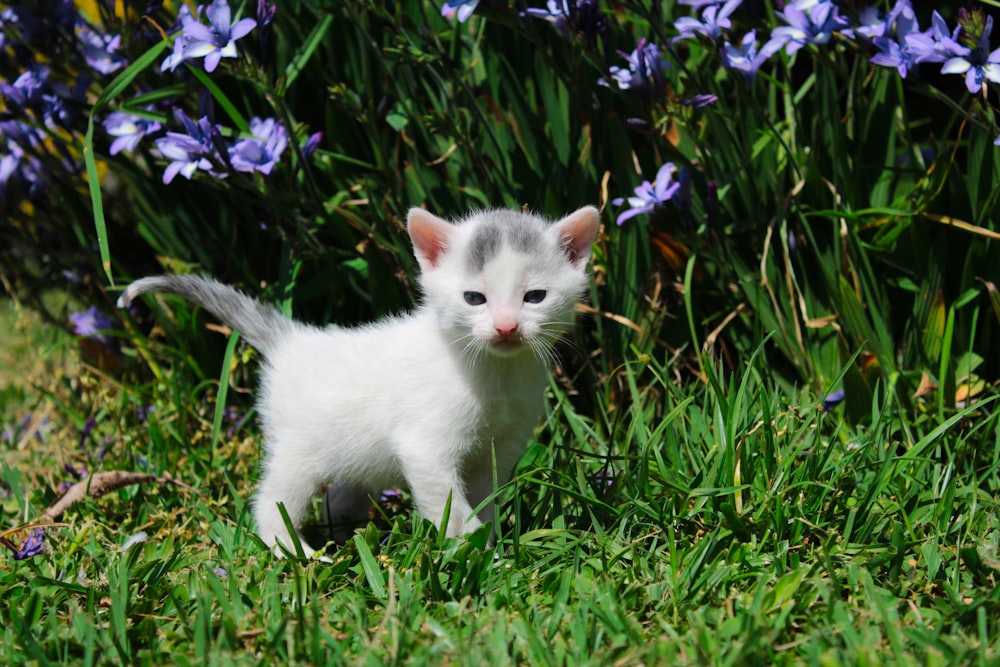 Makrofotografie von weißem und grauem Kätzchen mit kurzem Fell in der Nähe von violetten Blütenblättern