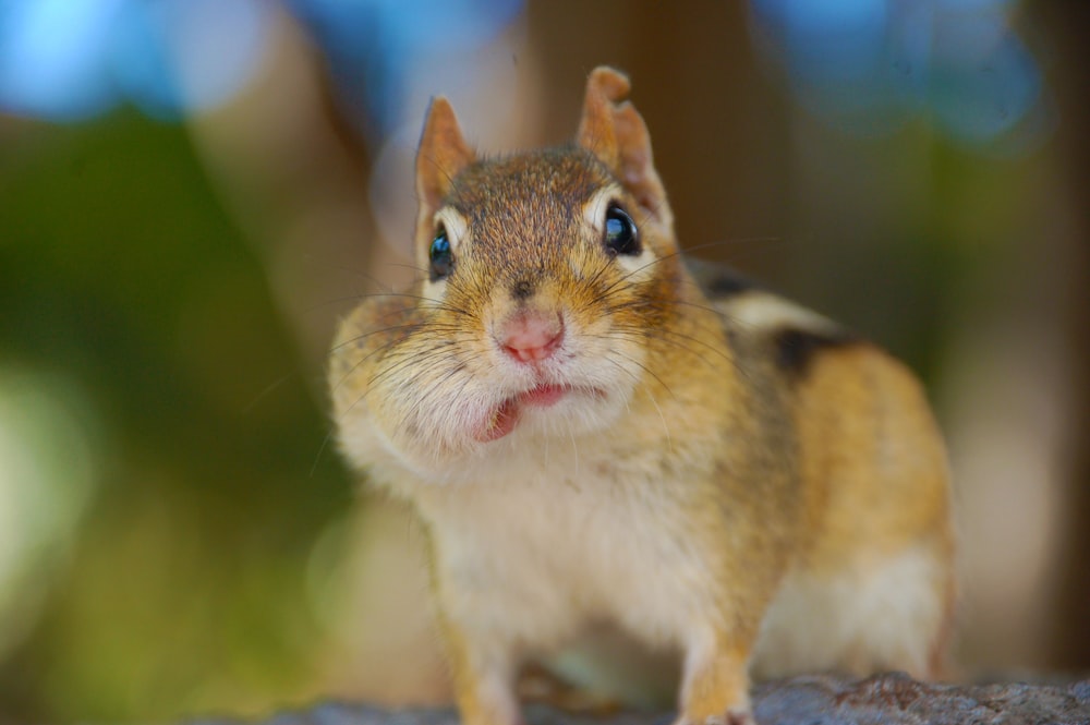 fotografia bokeh di uno scoiattolo marrone