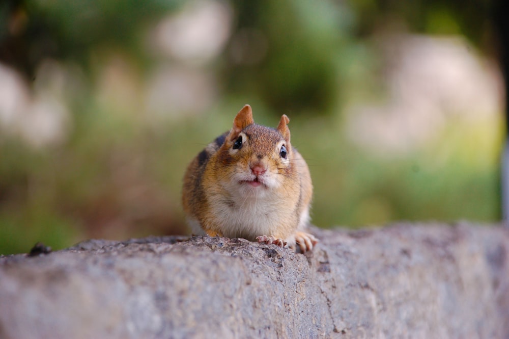 bokeh photography of brown squirrel