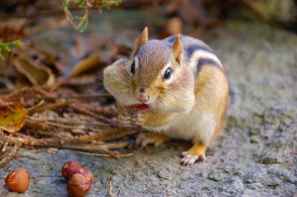 brown squirrel