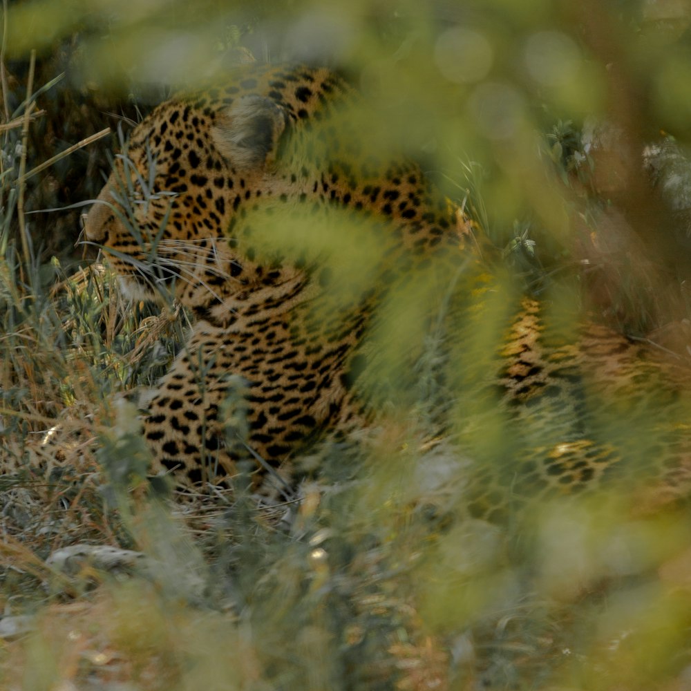 macro photography of leopard