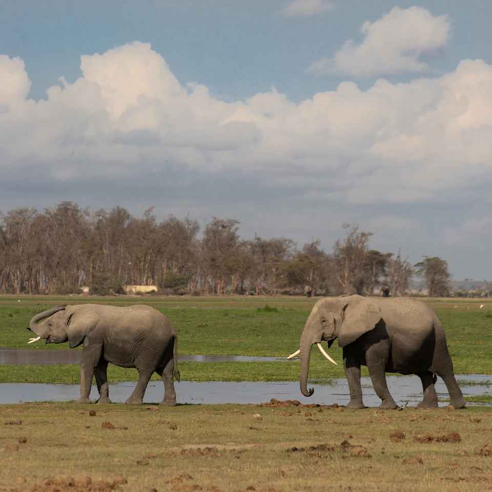 Two elephants are moving towards each other with trunks extended in a grassy field