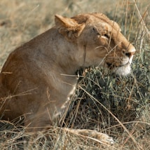brown lioness