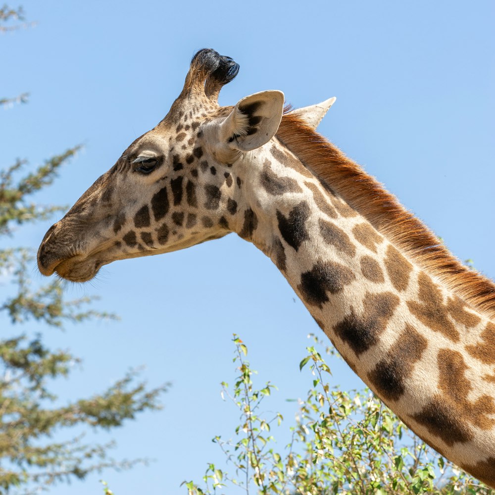 a close up of a giraffe's head with trees in the background