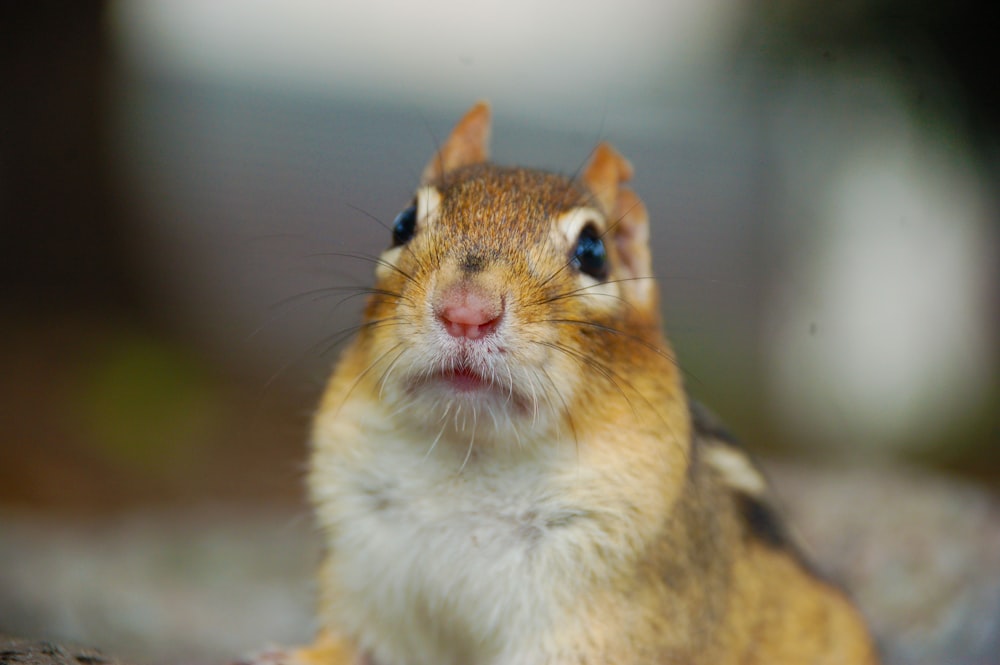 selective focus photography of a brown squirrel