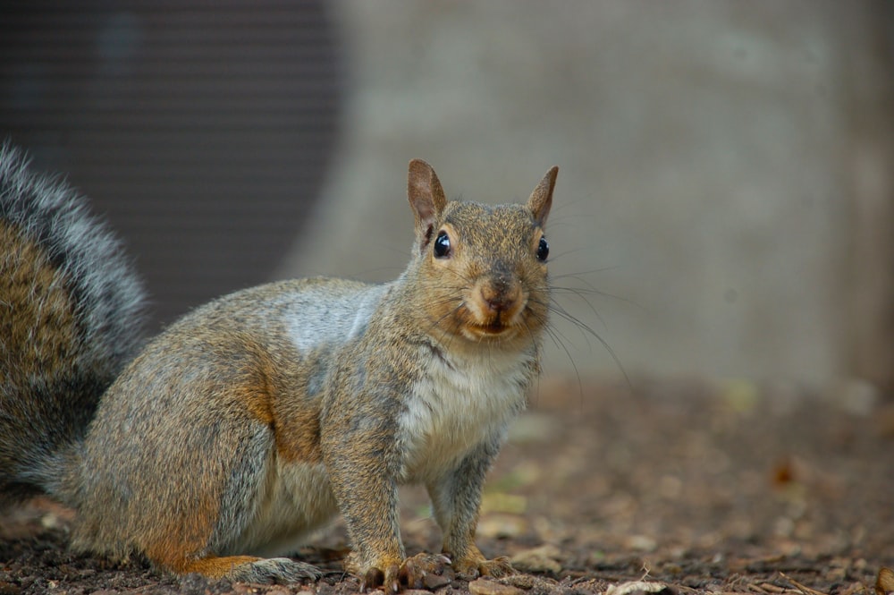 brown squirrel on the ground