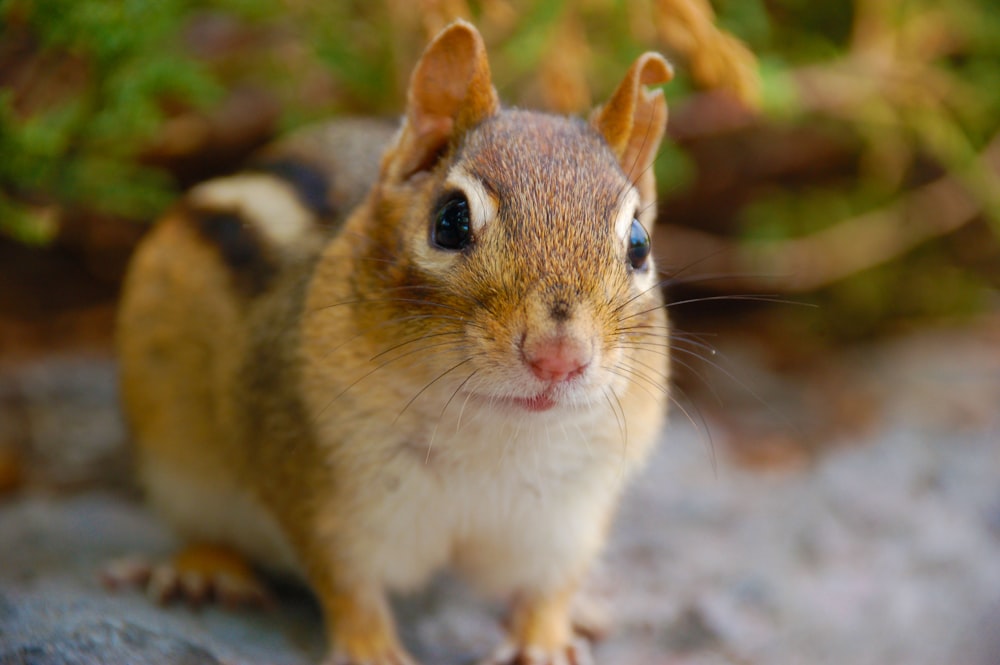 selective focus photography of brown squirrel