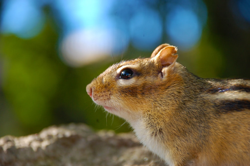 macro photography of brown squirrel