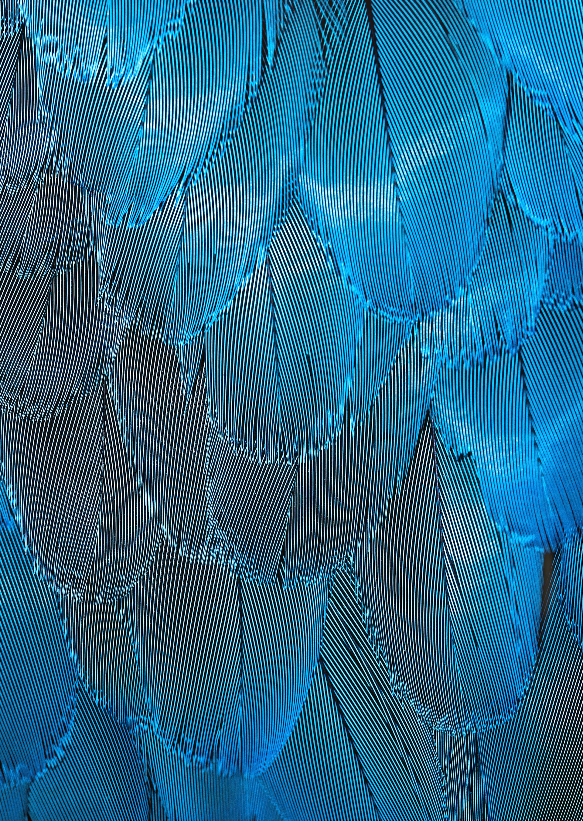 blue and brown feathers